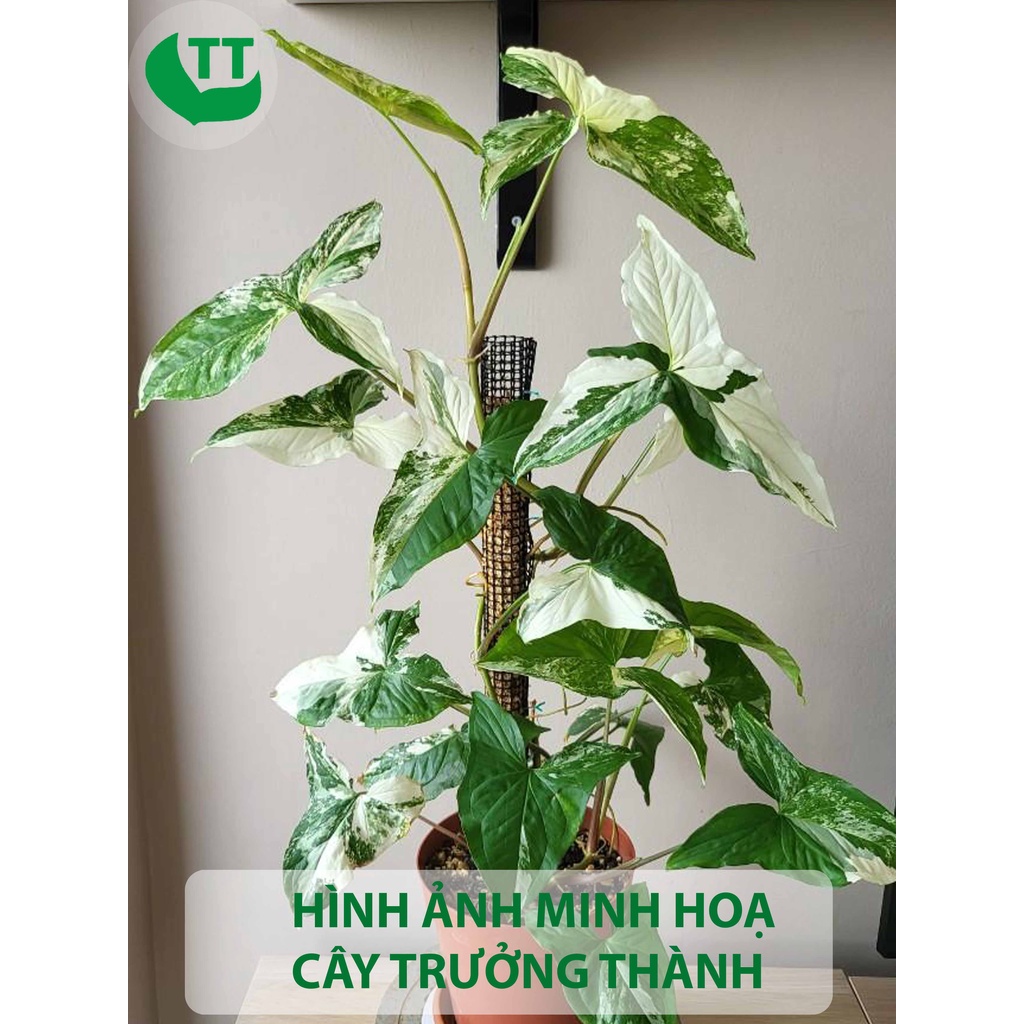 Tróc bạc Syngonium Podophyllum Albo Variegata hàng giống trồng trong nhà ngoài trời trồng sân vườn decor trang trí