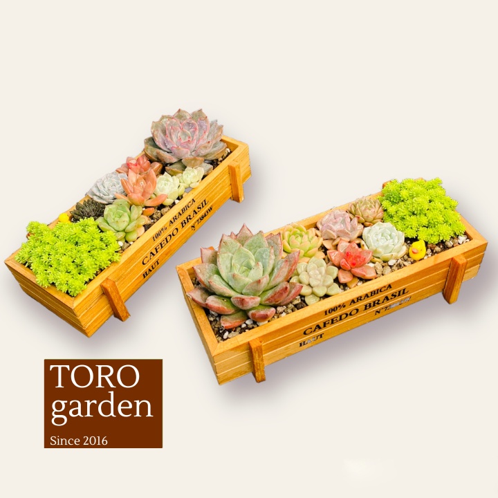 Sen đá 3 cây size bé 5-8cm trồng chậu gỗ Arabica kèm đất cây cảnh trang trí nhà cửa Toro garden chậu sen đá