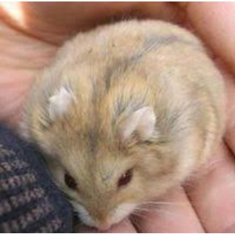 Chuột Hamster Màu Trắng Vàng Thời Trang Mùa Đông