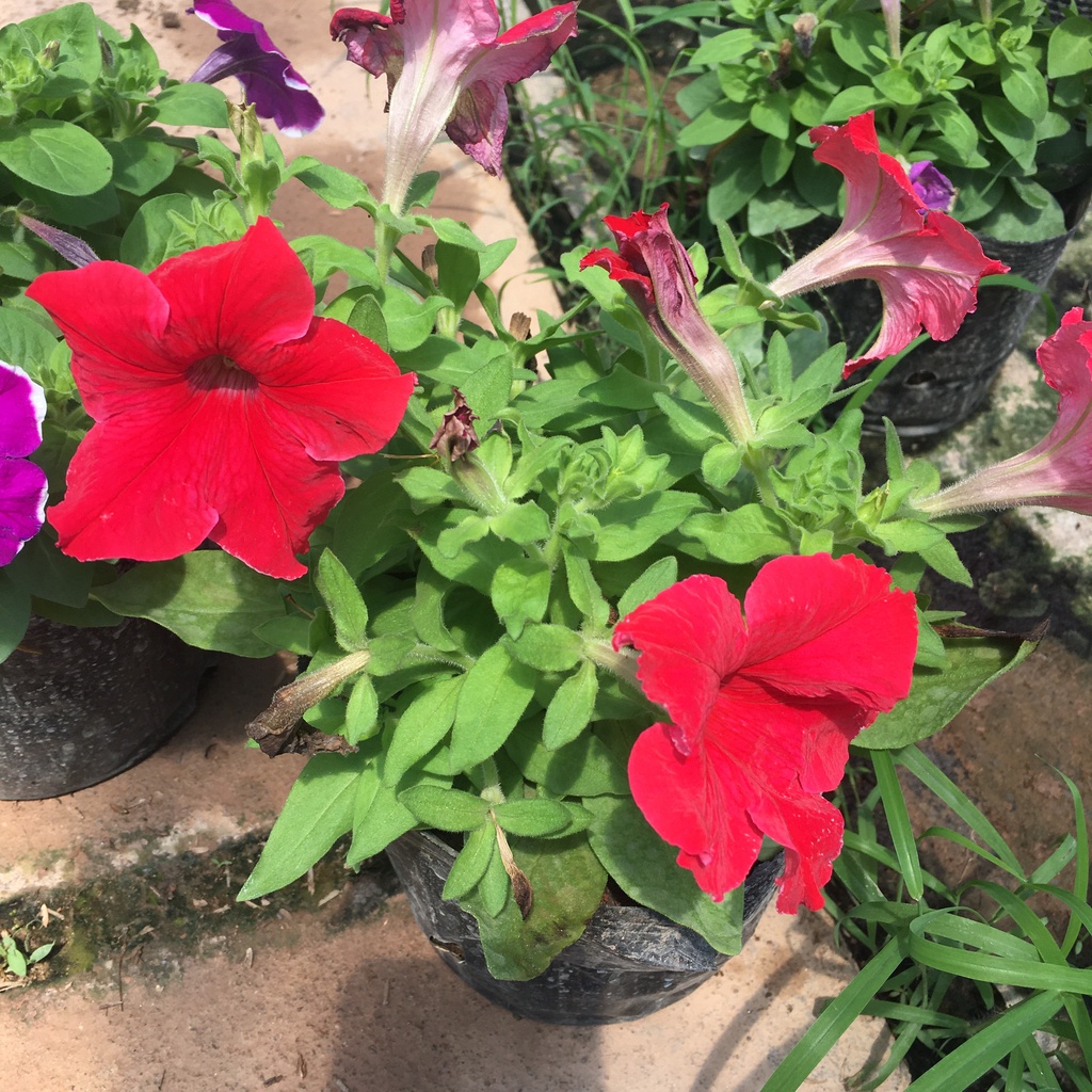 Cây Hoa Dạ Yên Thảo Nhiều Màu,Sẵn Nụ Và Hoa