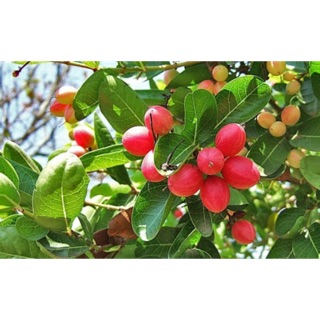 Cây si rô tứ quý siêu trái dùng nấu siro- Trang trí sân vườn- Phong thuỷ- Cây hoa kiểng Đồng Tháp