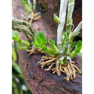 Combo phân bón kích rễ nhập Mỹ : Bio Root và phân que Jobes - kích rễ nhanh -  xanh lá - khỏe cây