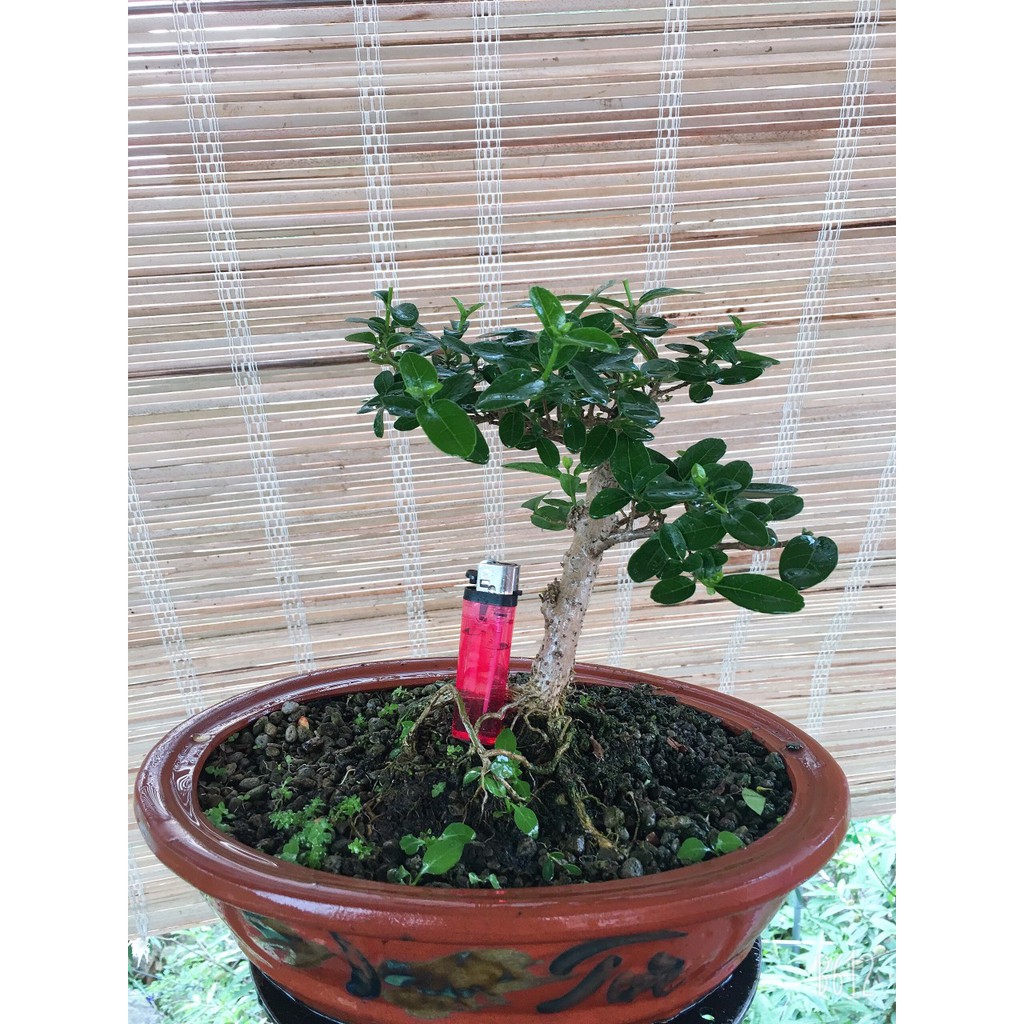 Cây sam hương bonsai mini để bàn thơm