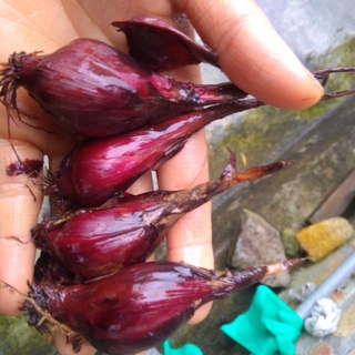 Sâm Đại Hành Giống Củ Tươi 100CỦ sp3