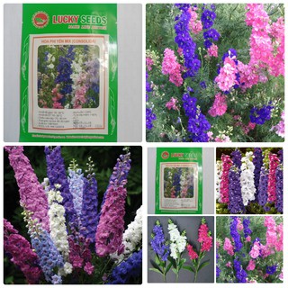 Cung Cấp Hạt Giống Hoa Phi Yến( VIOLET) Mix 100 hạt hạt đẹp