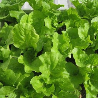 10gram HẠT GIỐNG CẢI BẸ DÚN