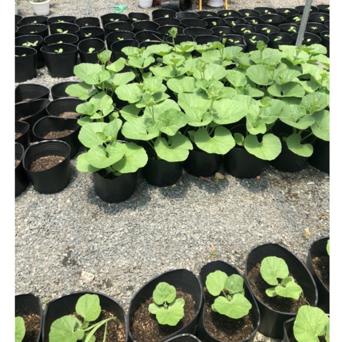 Chậu nhựa đen C9L  - Chậu nhựa Thành Đạt