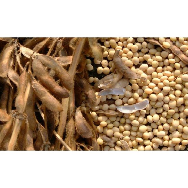 1kg đậu nành_ đỗ tương quê