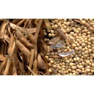 1kg đậu nành_ đỗ tương quê