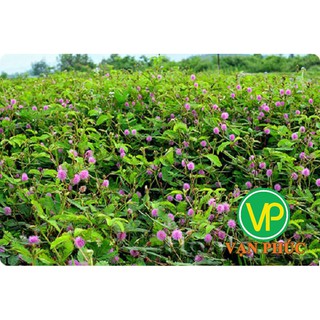 [ĐẢM BẢO] Cây mắc cỡ tím khô 1kg (Khô,sạch)