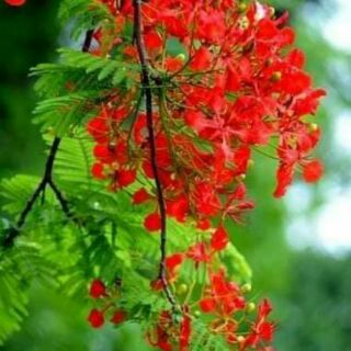 Vải áo dài hoa phượng