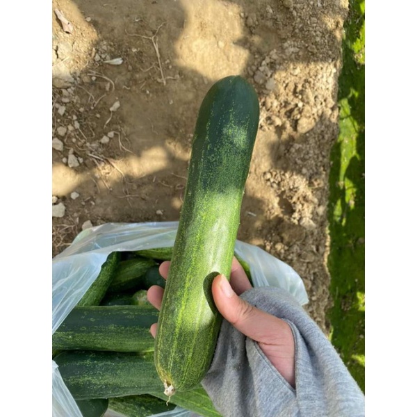 Hạt giống dưa leo F1 siêu quả TN789 gói lớn hơn 300 hạt