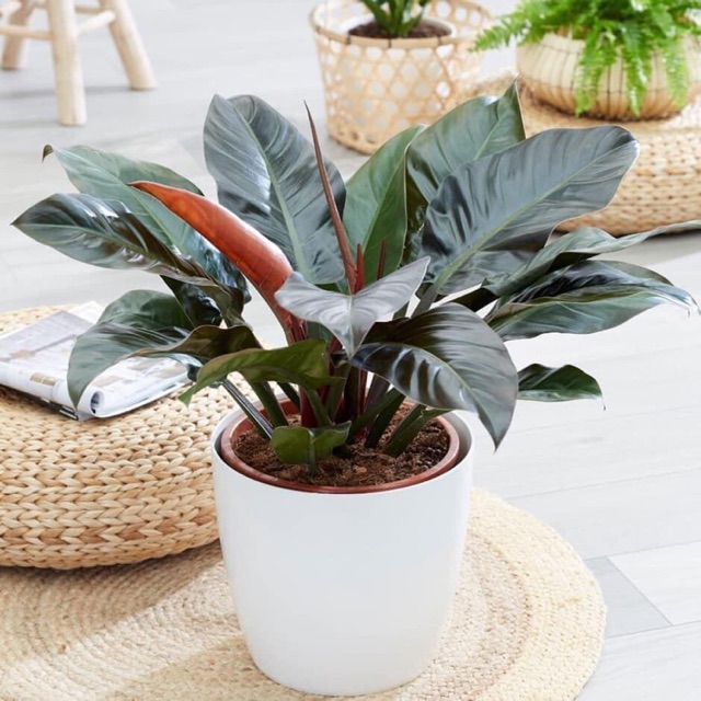 Chậu cây Trầu Bà Đế Vương Xanh-Đỏ cỡ lớn để trang trí shop, cửa hàng, nhà, phòng khách đẹp