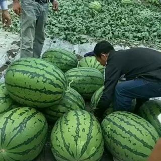 Dưa hấu khổng lồ .giongcaynhap
