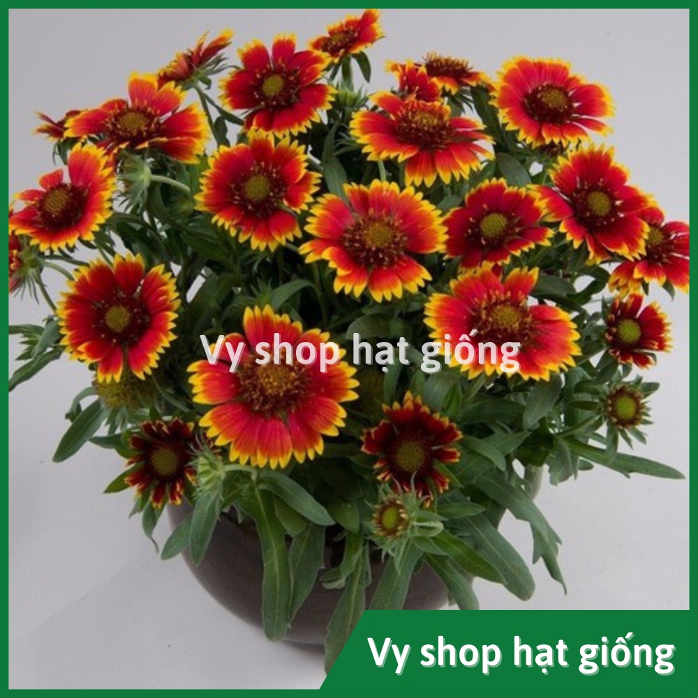 Hạt giống hoa cúc công chúa Gallardia gói 200 hạt