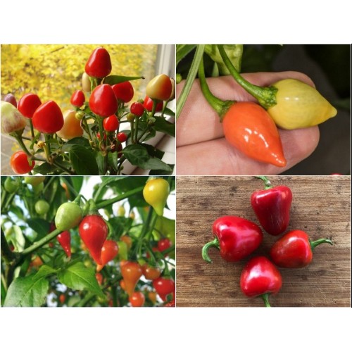 Gói 10 hạt giống ớt trái đào tiên, tặng kèm kích mầm