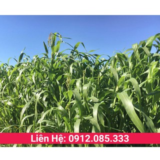 Hạt giống cỏ chăn nuôi Sudan Super Bmr trồng làm thức ăn cho gia súc, thân mềm, vị ngọt lá rộng không lông gói 1kg
