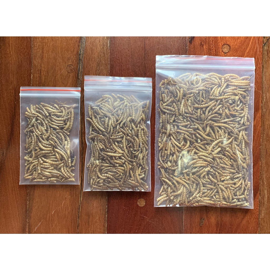 Sâu rang trung cho Hamster, Nhím