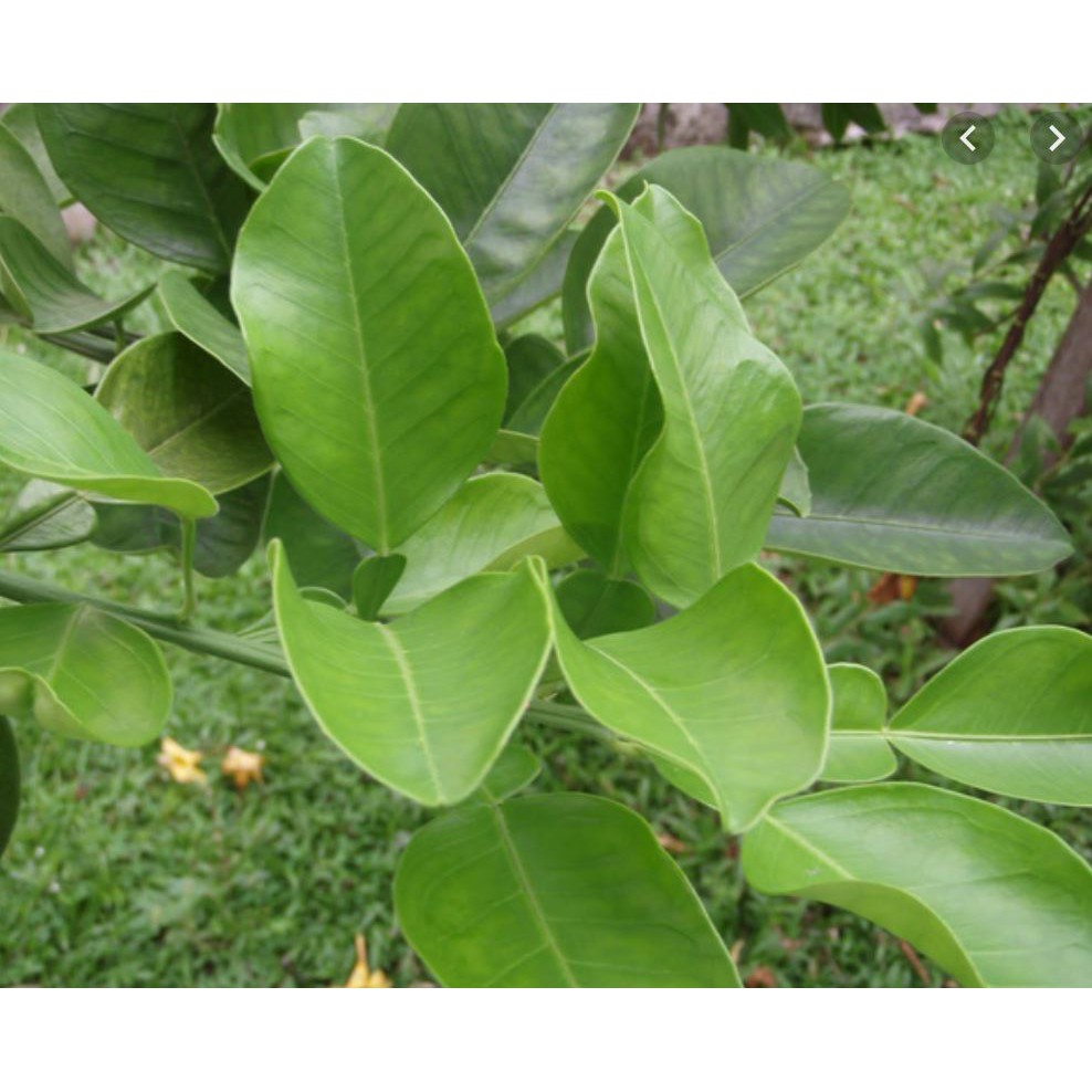 Lá Bưởi tươi