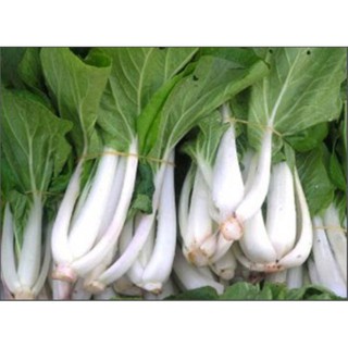 hạt giống rau cải thìa trắng 15gram ( cải bẹ trắng )