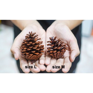 [Hàng sẵn] Quả thông khô trang trí decor (gồm cành)