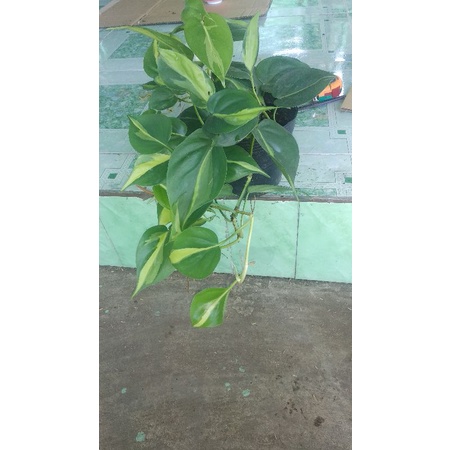 Trầu bà Brazil