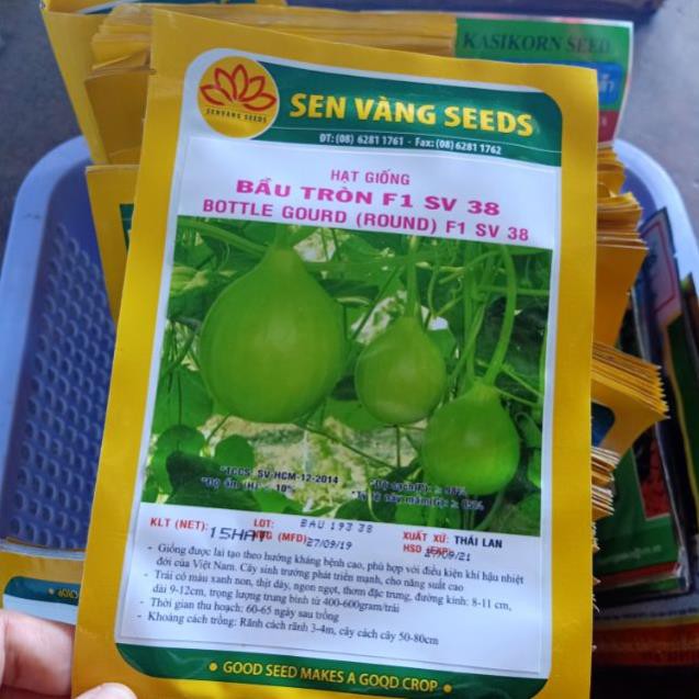 Hạt giống bầu tròn F1 SV 38 Sen Vàng Seeds