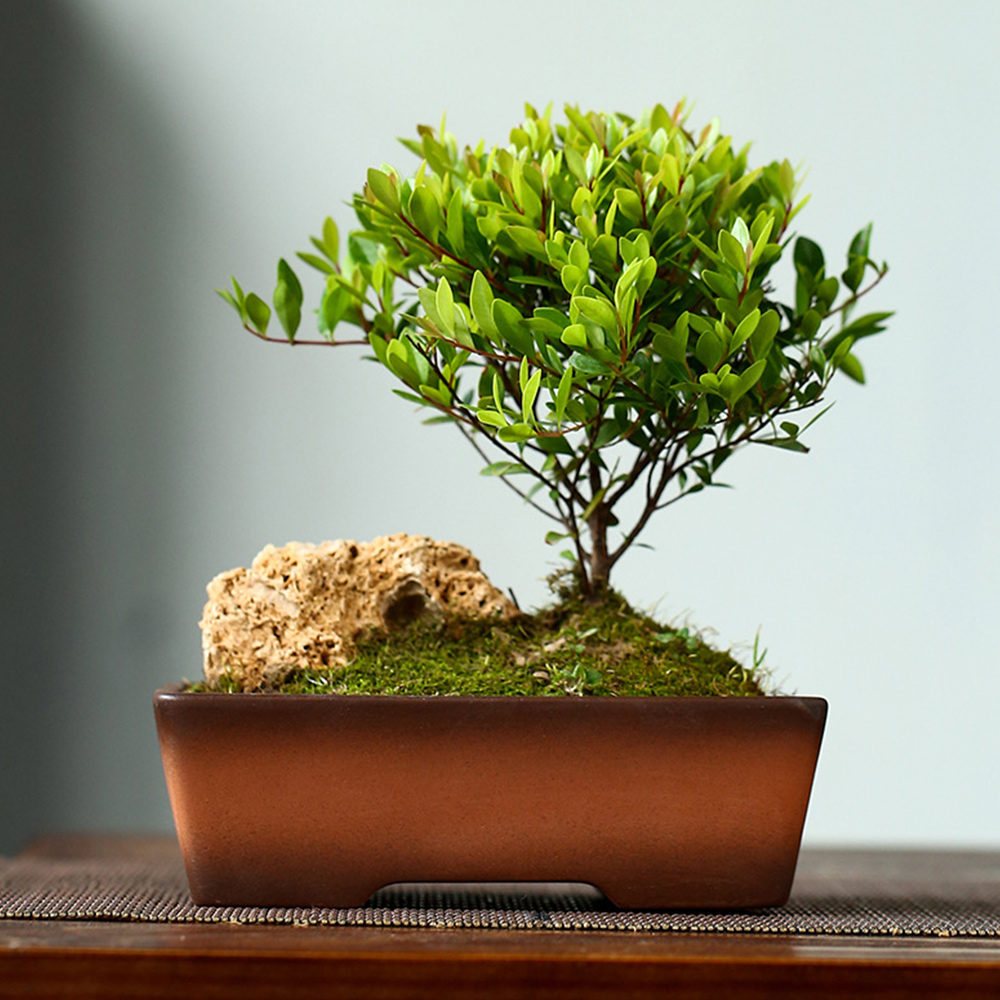 Chậu Gốm Trồng Cây Bonsai Có Lỗ Thoát Nước Tiện Dụng