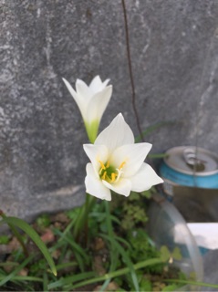 Huệ mưa (1 bụi 8 củ)