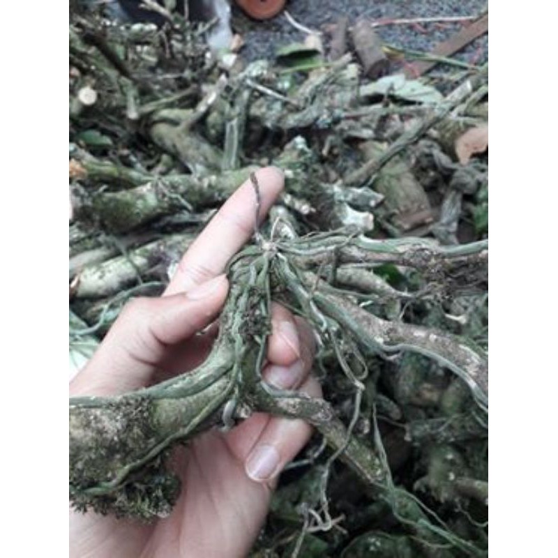 Căn diệp Nguyên bản mua nhiều cành shop sẽ mix nhiều màu