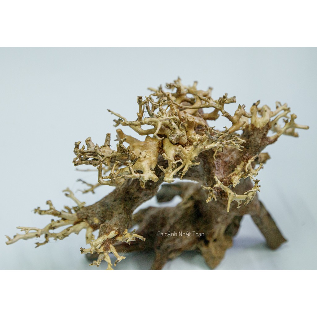 CÂY LỦA BONSAI KHÔ CÓ TÁN 16x8x16cm