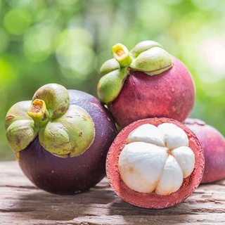 CÂY GIỐNG MĂNG CỤT GHÉP ( GIỐNG GHÉP CHUẨN CHO TRÁI SỚM )