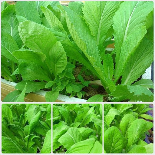 Phân vàng Osmocote 14-14-14 tan chậm 1kg dùng hoa lan, xương rồng, sen đá.., phân tan chậm