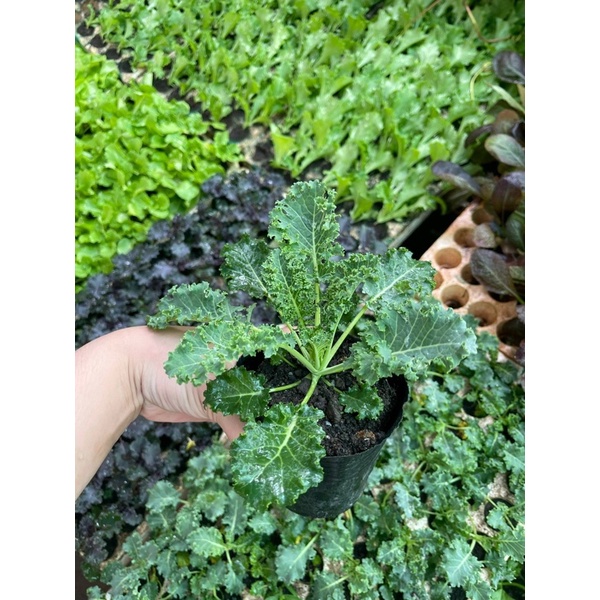 CHẬU KALE XOĂN XANH - XOĂN TÍM