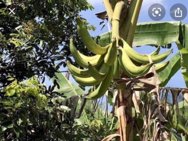 Chuối táo quạ 5 trái