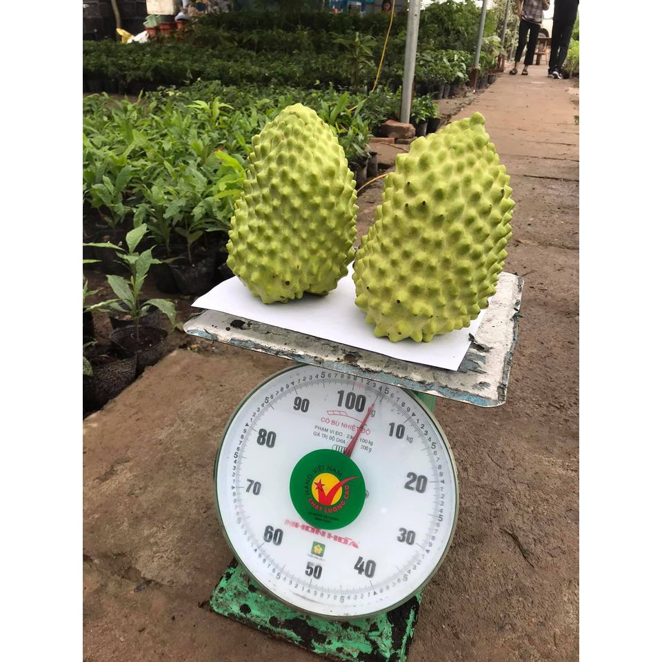 Cây na sầu riêng cao 50cm ra trái sau 12 tháng (Ảnh thật) - Chuẩn F1
