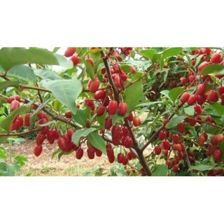 CÂY GIỐNG NHÓT NGỌT SIÊU QUẢ SIÊU NĂNG SUẤT- CAM KÊT GIỐNG CHUẨN F1 + Tặng 01 cây dâu da đất( bòn bon)