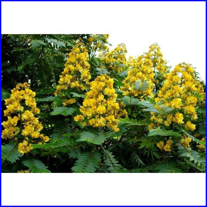 1kg Phan tả diệp sấy khô, hàng loại 1 xanh, thơm