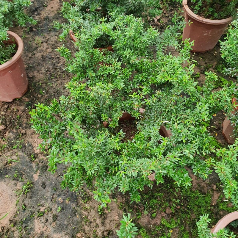 Cây Linh Sam cao 30-40cm