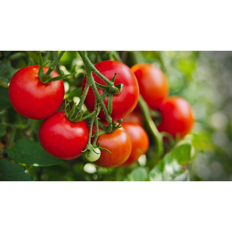 SIÊU RAU QUẢ 500ML giúp mập cộng xanh lá, lá to nở bụi tốt, bóng trái