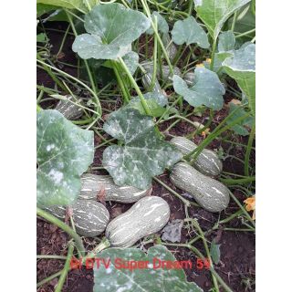 100 HẠT GIỐNG BÍ ĐỎ HẠT ĐẬU LAI F1 - SUPER DREAM 59- Đồng Tiền Vàng - [100 HẠT]