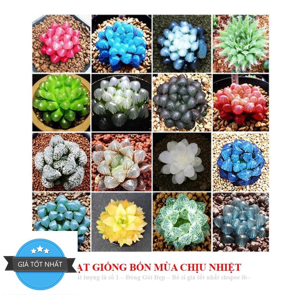 68A Hạt giống Sen đá Kim Cương