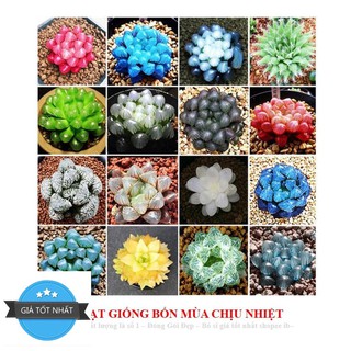 68A Hạt giống Sen đá Kim Cương (20 hạt)