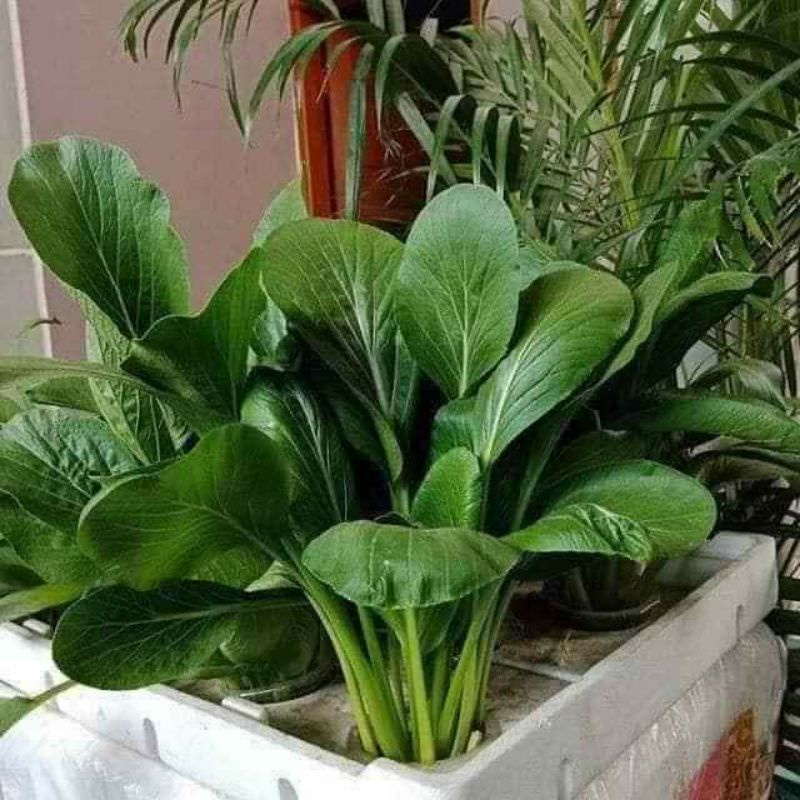 10 gam hạt giống cả ngọt lá lớn f1 💥💥Sale Lớn💥💥 chất lượng cao