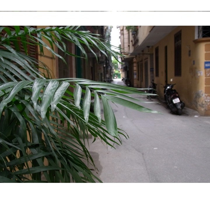 Máy ảnh Ricoh CX4 máy ảnh chụp đường phố