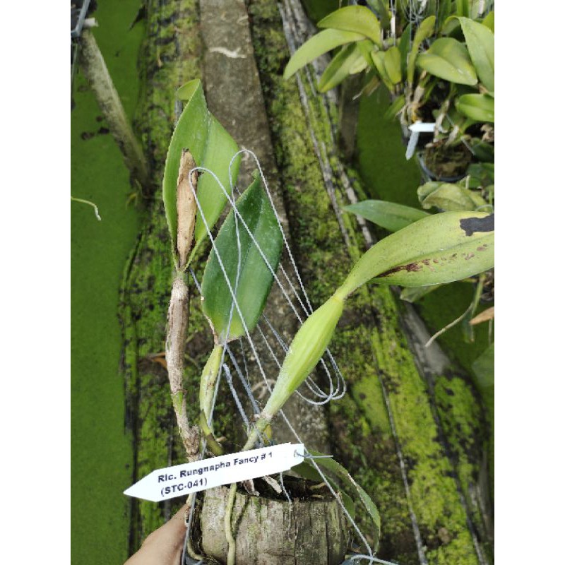 Hoa lan Cattleya Rungnapha cây đẹp, hoa to