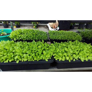 Hạt giống Cải mơ lùn