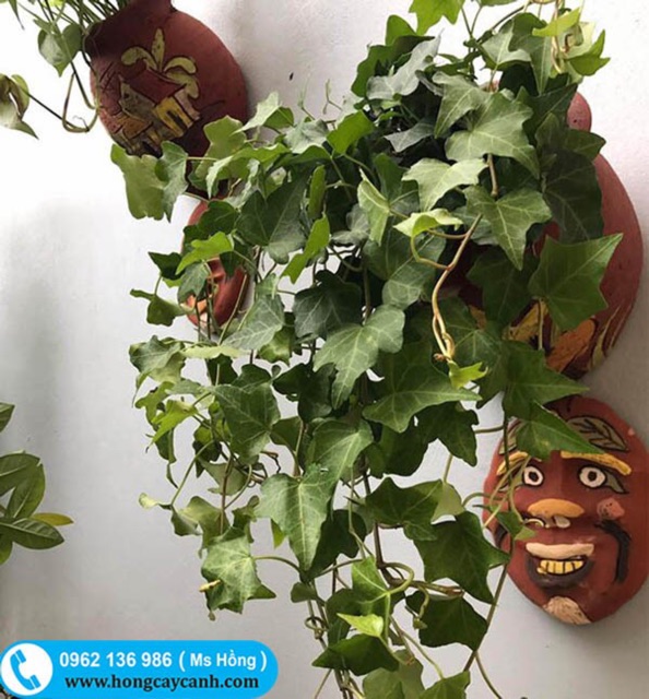 Chậu hoa treo tường-gốm phù lãng dk miệng 16cm,đáy 20cm