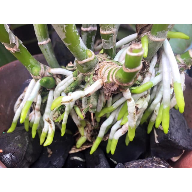 Phân bón lá 15-30-15 Tốt Rễ - Xanh Lá - Mập Mầm - Gói 40Gram. Thương Hiệu Long Phú