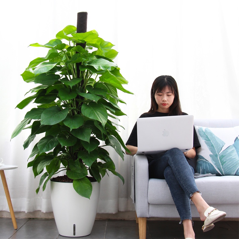 Chậu trồng cây Oliz H103 - Chậu cây cảnh tự tưới